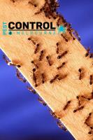Ant Control Melbourne image 2
